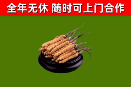 靖安回收散虫草